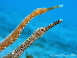 The Happy Couple - A pair of Short-tailed Pipefish (Trach... by Brian Mayes 